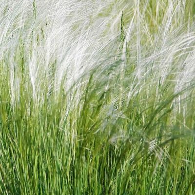 Stipa Tenuissima 'Pony Tails' (2L pot) - image 2