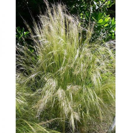 Stipa tenuissima 'Ponytails' (2L pot)