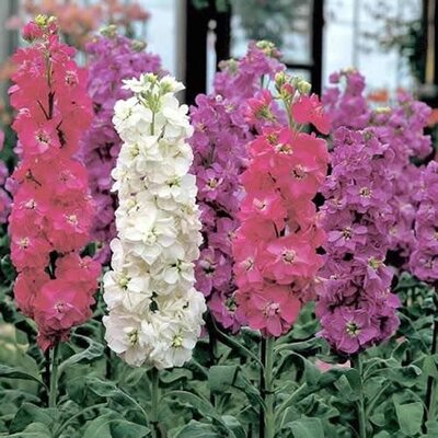 Stock Ten Week Mix - image 1