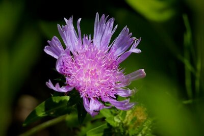 Stokesia 'Amethyst' - Image by Annette Meyer from Pixabay 