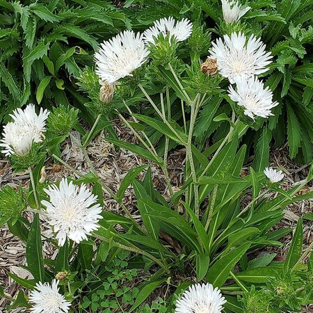 Stokesia 'Whitecaps' - Photo by Legenderfox (CC BY-SA 4.0)