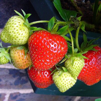 Strawberries - Image by Shirley Hirst from Pixabay 