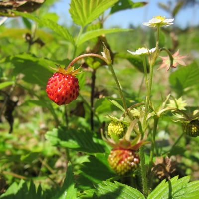 Strawberry Alpine - Image by WikimediaImages from Pixabay 