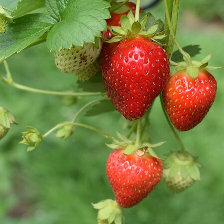 Strawberry 'Cambridge Favourite' - Image by Oli Hale from Pixabay  