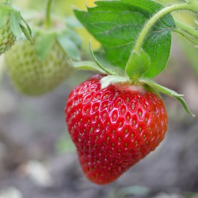 Strawberry 'Loran' - Image by Eszter Miller from Pixabay 