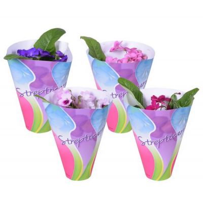 Streptocarpus mix - Image courtesy of Pannebakker