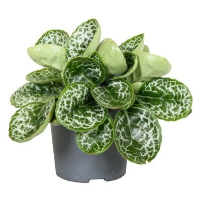 Streptocarpus 'Pretty Turtle' (13cm pot)