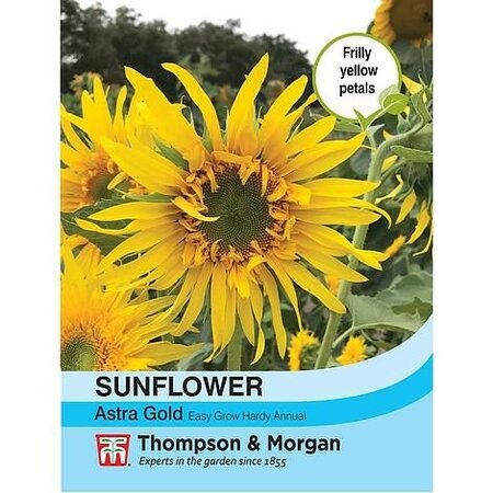 Sunflower Astra Gold - Image courtesy of Thompson & Morgan