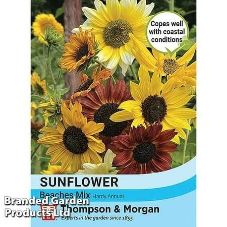 Sunflower Beaches Mix Bulk - Image courtesy of Thompson & Morgan