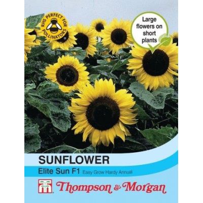 Sunflower Elite Sun F1 Hybrid - Image courtesy of T&M
