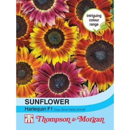 Sunflower Harlequin Mix F1 Hybrid - Image courtesy of T&M