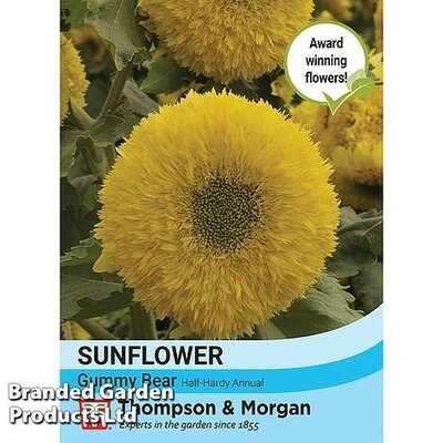 Sunflower Helianthus annuus Gummy Bear - Image courtesy of Thompson & Morgan