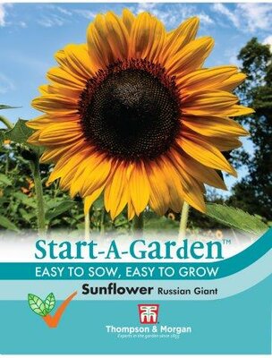 Sunflower “Russian Giant” - image 1