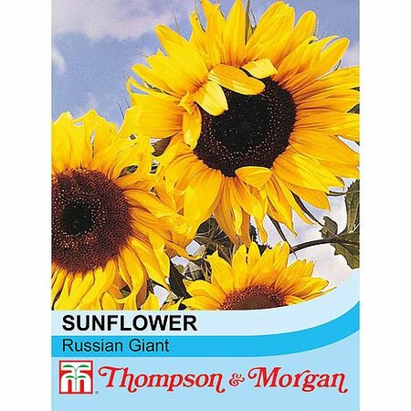 Sunflower Russian Giant - Image courtesy of T&M