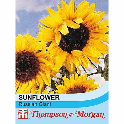 Sunflower Russian Giant - Image courtesy of T&M