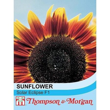 Sunflower “Solar Eclipse”