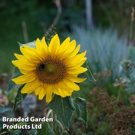 Sunflower Sunspot - Image courtesy of Thompson & Morgan