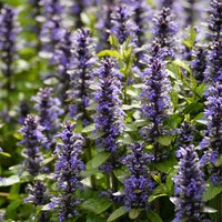 Suppressor & Ground Cover Plants