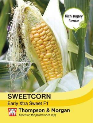Sweet Corn Early Xtra Sweet F1 Hybrid - image 1
