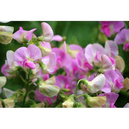Sweet Pea (4 for €10)