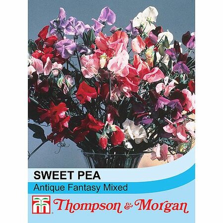 Sweet Pea Antique Fantasy Mixed - Image courtesy of T&M