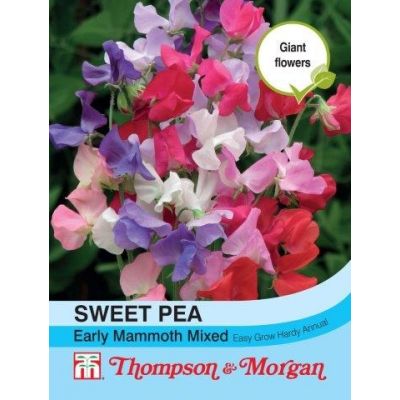 Sweet Pea Early Mammoth Mixed - Image courtesy of T&M