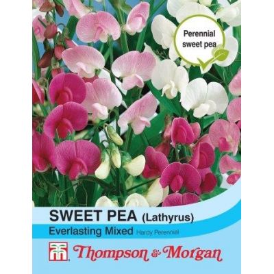 Sweet Pea Everlasting Mixed - Image courtesy of T&M