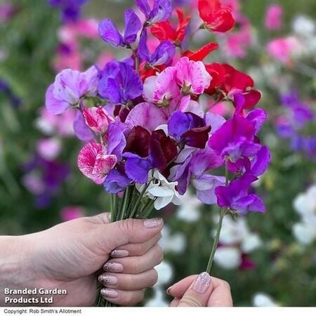 Sweet Pea Lathyrus Scentsational Mix - Image courtesy of Thompson & Morgan