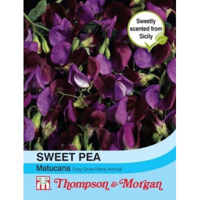 Sweet Pea Matucana - Image courtesy of T&M