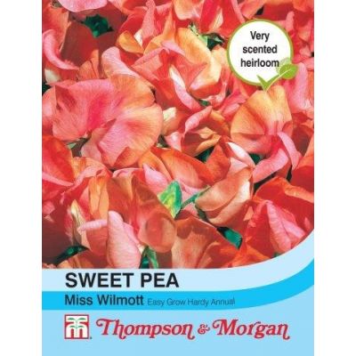 Sweet Pea Miss Willmott  - Image courtesy of T&M