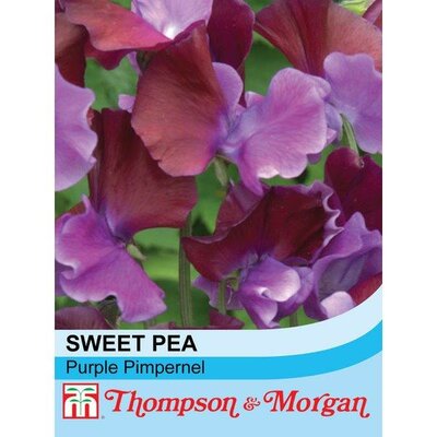 Sweet Pea 'Purple Pimpernel' - Image courtesy of Thompson & Morgan