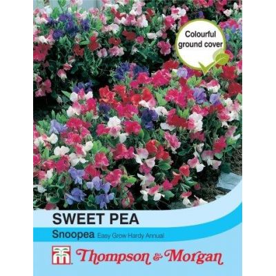 Sweet Pea Snoopea