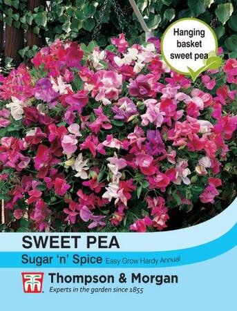 Sweet Pea Sugar N Spice - image 1