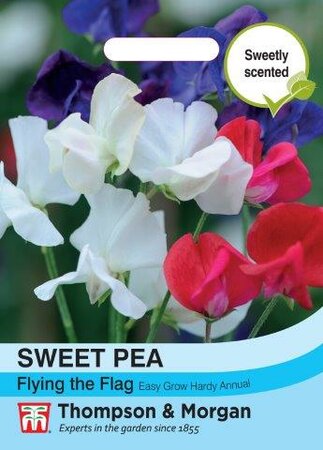 Sweet Pea Tricolor - image 1