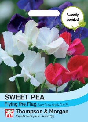 Sweet Pea Tricolor - image 2
