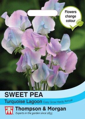Sweet Pea Turquoise Lagoon - image 1