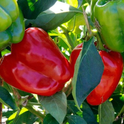 Sweet Pepper 'Amfora' - Image courtesy of Green Vegetable Seeds