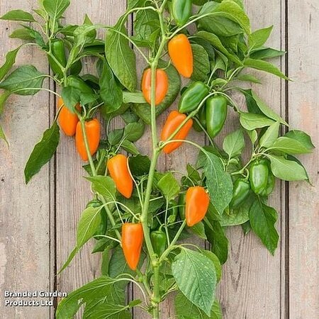 Sweet Pepper Capsicum Hamik - Image courtesy of Thompson & Morgan