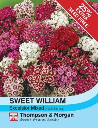 Sweet William Excelsior Mixed - image 1