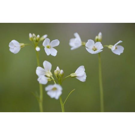 Sweet Woodruff (9cm pot) - image 1