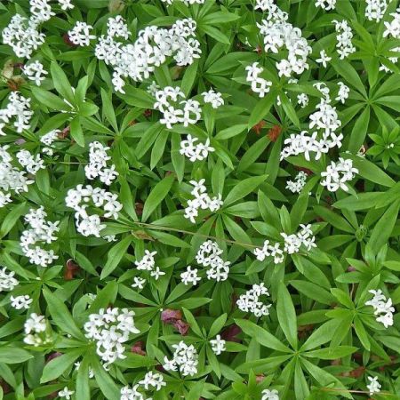 Sweet Woodruff (9cm pot) - image 2