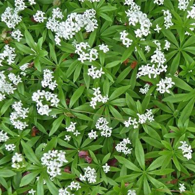 Sweet Woodruff (9cm pot) - image 2