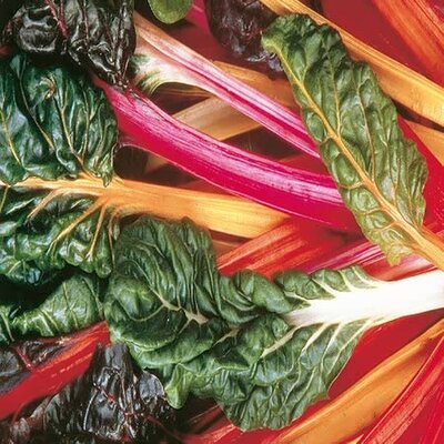 Swiss Chard Bright Lights