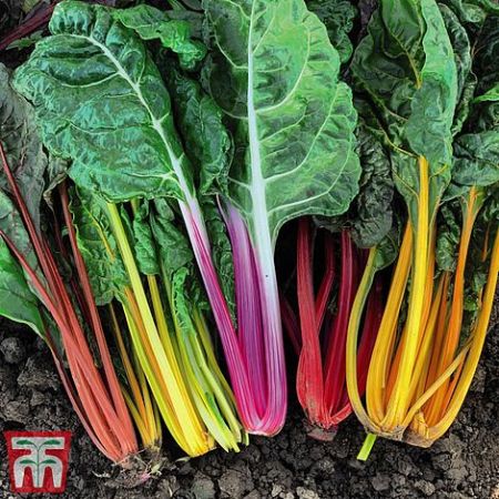 Swiss Chard Celebration