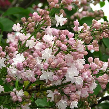 Syringa 'Beauty of Moscow' - Photo by Kor!An (Андрей Корзун) (CC BY-SA 3.0)