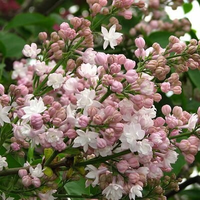 Syringa 'Beauty of Moscow' - Photo by Kor!An (Андрей Корзун) (CC BY-SA 3.0)