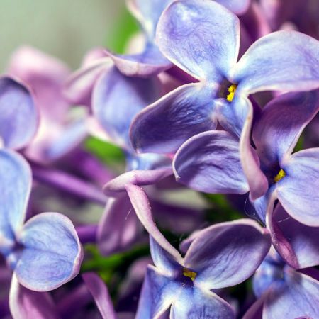 Syringa 'Carpe Diem' - Image by A_Different_Perspective from Pixabay 