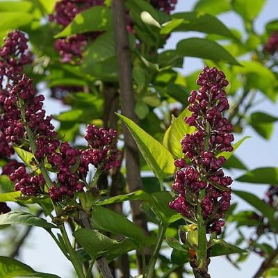 Syringa "Charles Joly" - Photo by David J. Stang (CC BY-SA 4.0)