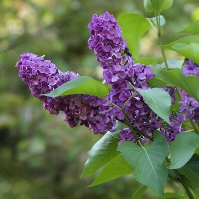 Syringa 'Ludwig Spath' - Photo by Under the same moon..(CC BY-SA 2.0)