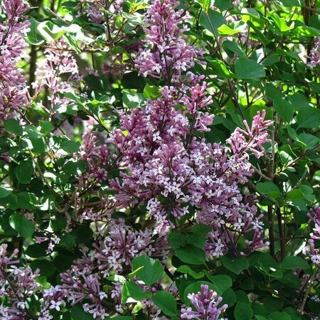 Syringa 'Palibin' - Photo by Melikamp (CC BY-SA 3.0)